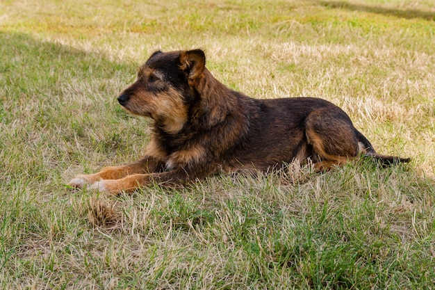 Old dog posing and resting on the grass closeup