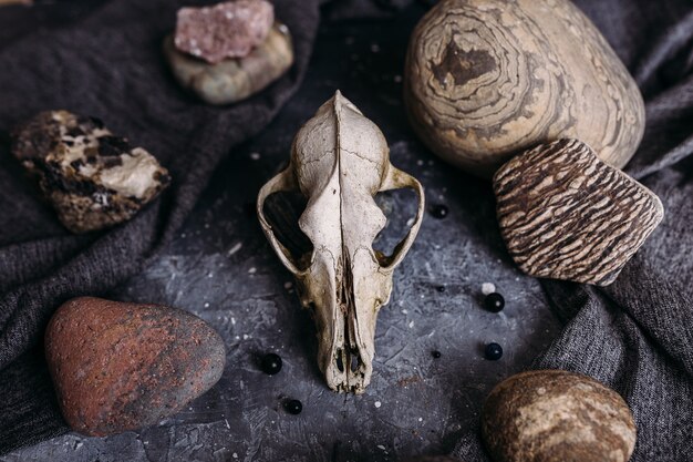 Old dog skull and stones on the witch table dark and mysterious atmosphere