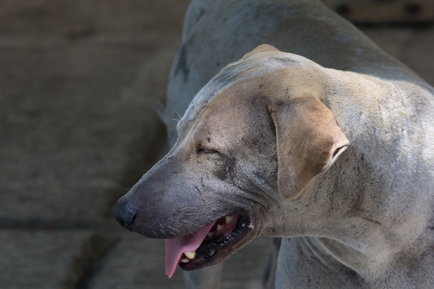 Old dog smile.