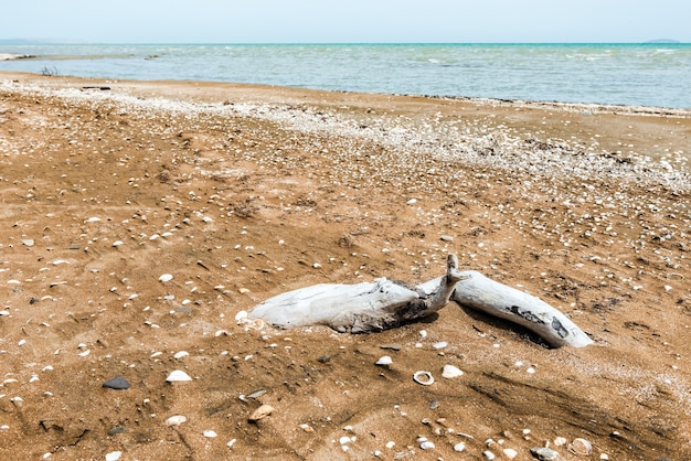 Фото Старые коряги на берегу моря