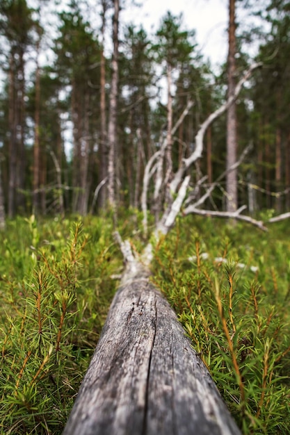 Старое сухое и давно упавшее дерево лежит в зеленой растительности в лесу
