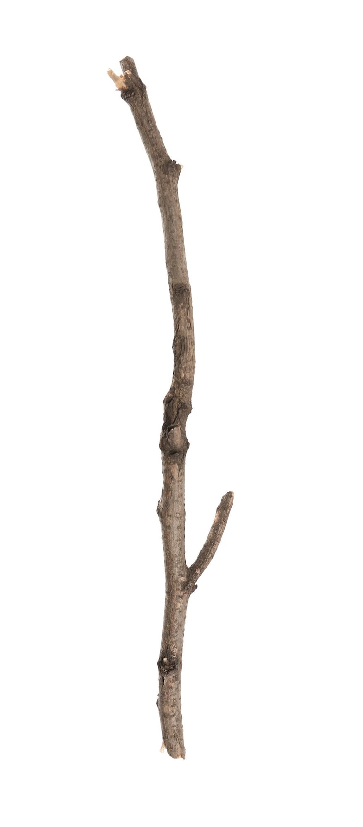 Photo old dry tree branch isolated on white