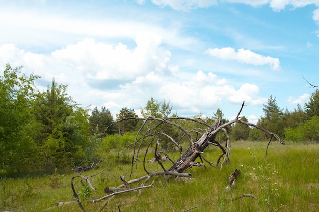 Old dry tree lying on a glade of forest