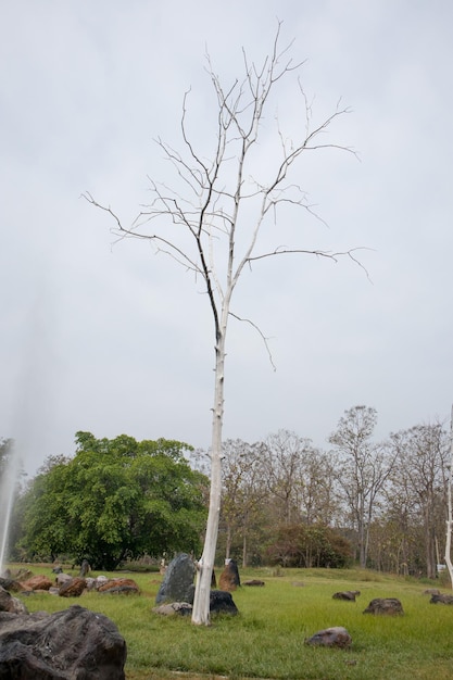 Old dry tree