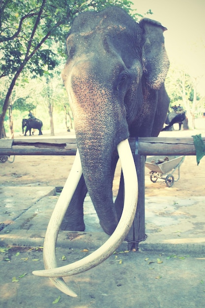 Old elephant with long tusks. Retro style filtred image.