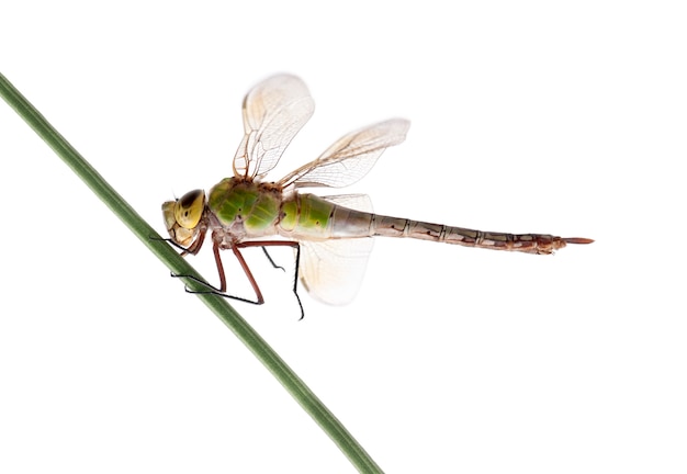 Old Emperor dragonfly, Anax imperator, on blade of grass