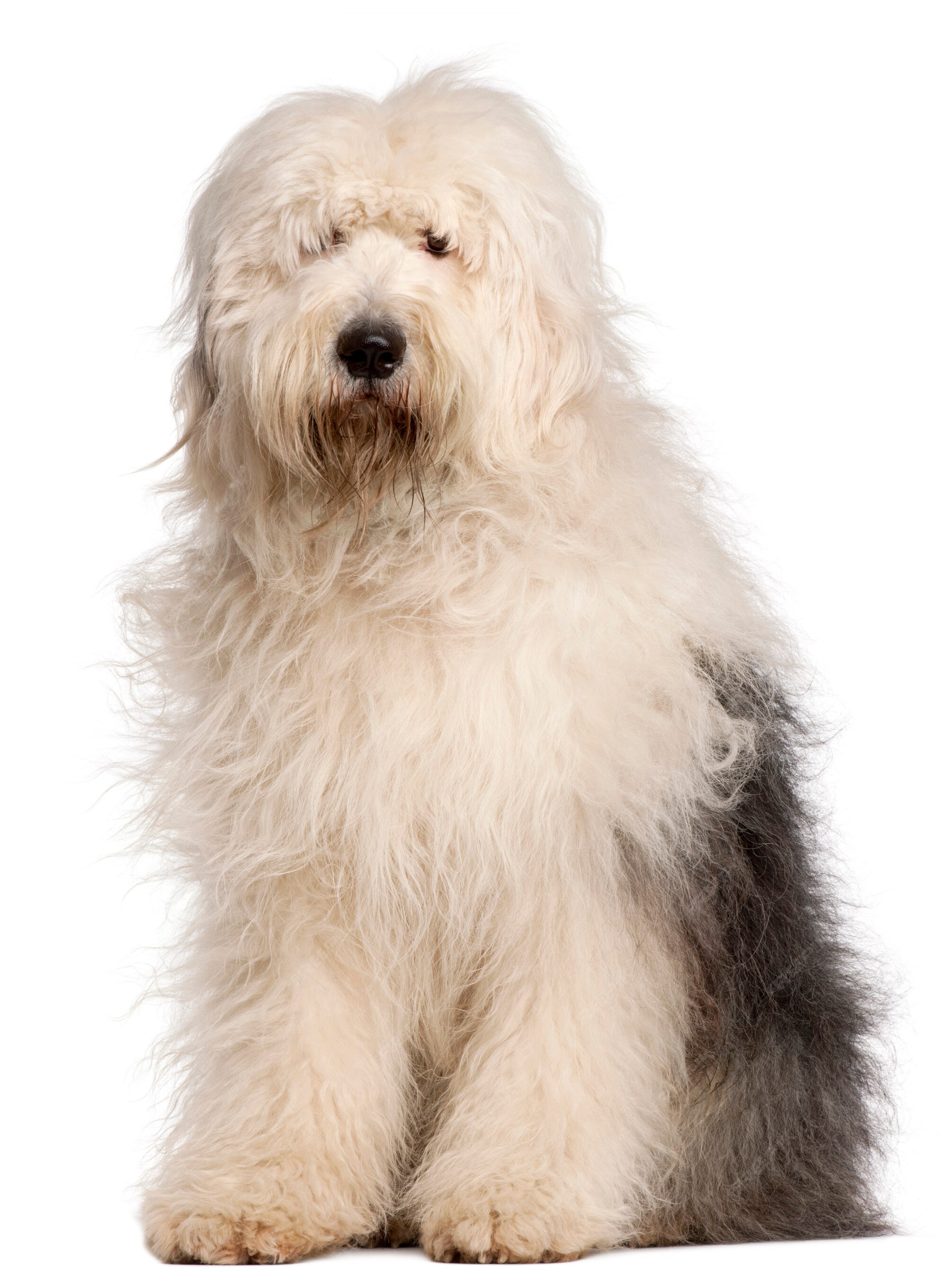 Old English Sheepdog, 1 Year old, sitting in front of white background  Stock Photo by ©lifeonwhite 10886126