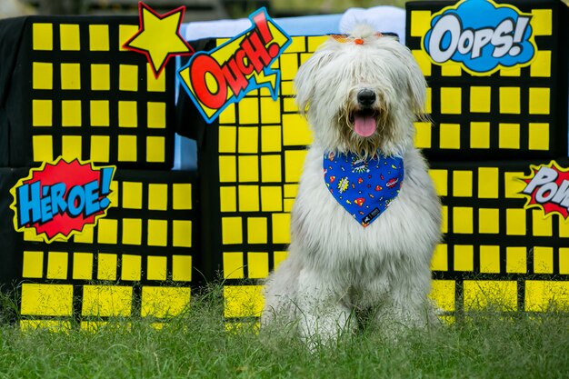 Old English Sheepdog