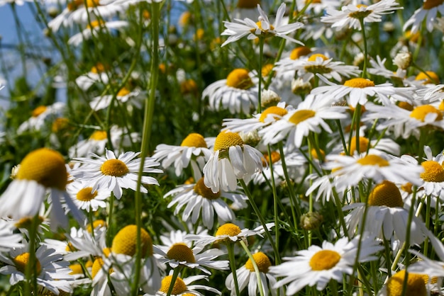 写真 夏または春の古い色あせたカモミールの花