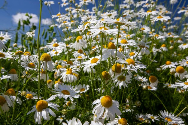 Vecchi fiori di camomilla che sbiadiscono in estate o in primavera