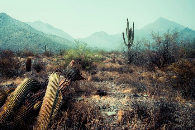 Foto vecchio cactus caduto con un altro dietro e sullo sfondo del paesaggio montuoso che cresce