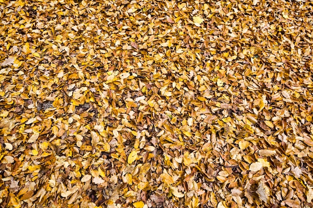 Old fallen leaves of trees