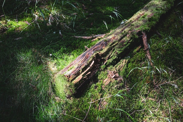 Old fallen tree in a wild forest overgrown with moss, abandoned trail, wild Carpathians mountains environment