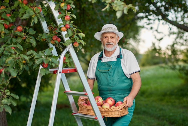 Old farmer holding basket of apples and standing on ladder in garden.