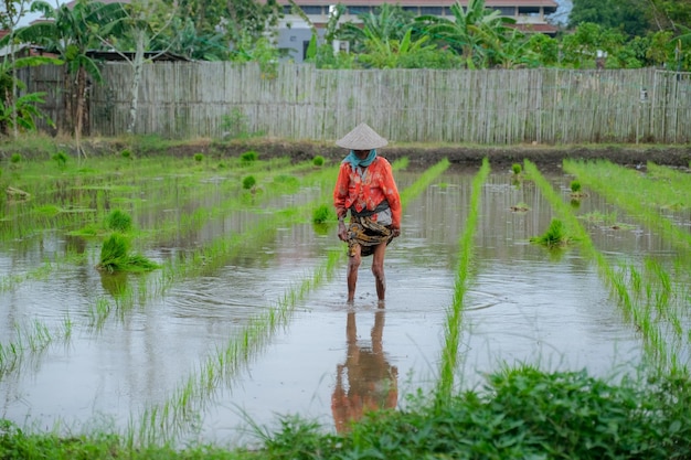 Старый фермер сажает рис в поле