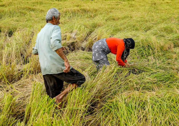 Old farmer working on rice plantation