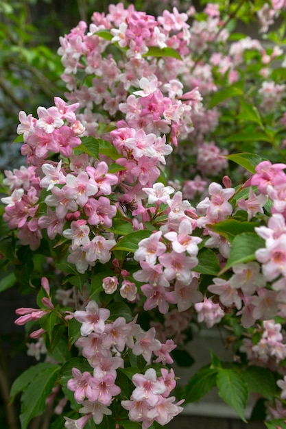 Old Fashion weigela flower garden with pink flowers