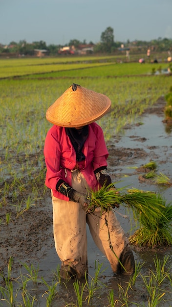 米を植える古い女性農家