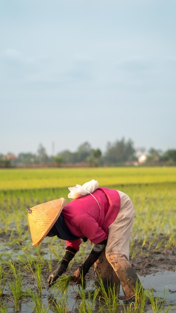 Old Female Farmer Planting Rice