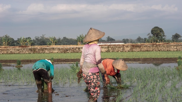 Old Female Farmer Planting Rice