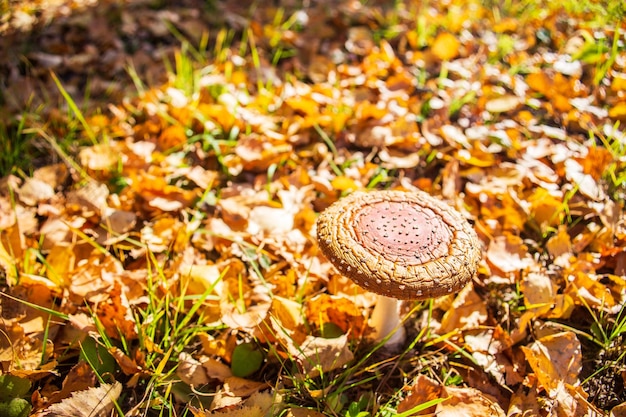 Old fly agaric close up among orange autumn leaves in forest