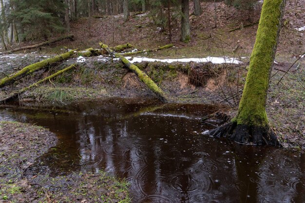 Old forest in the swamp thick tree trunks overgrown with moss\
in places on the grass lies dirty snow