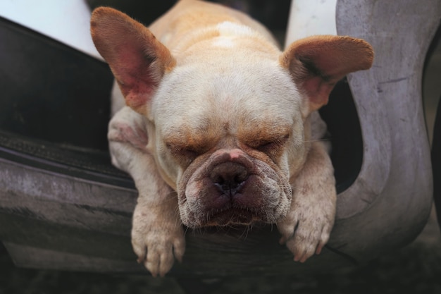 写真 眠っている古いフレンチブルドッグ