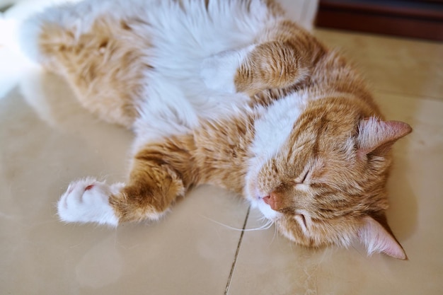 Старый смешной рыжий кот спит на спине питомца, лежащего на полу дома