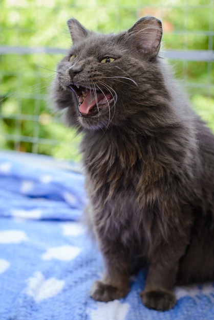 Old furry dark grey cat meows loudly