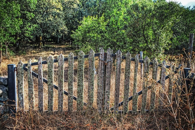 Old gate in the forest Sardinia