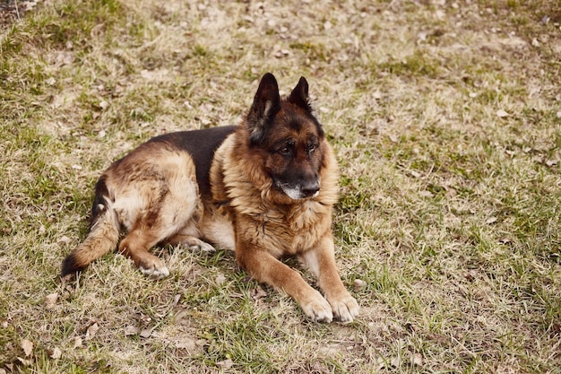 庭に座っている古いジャーマンシェパード犬