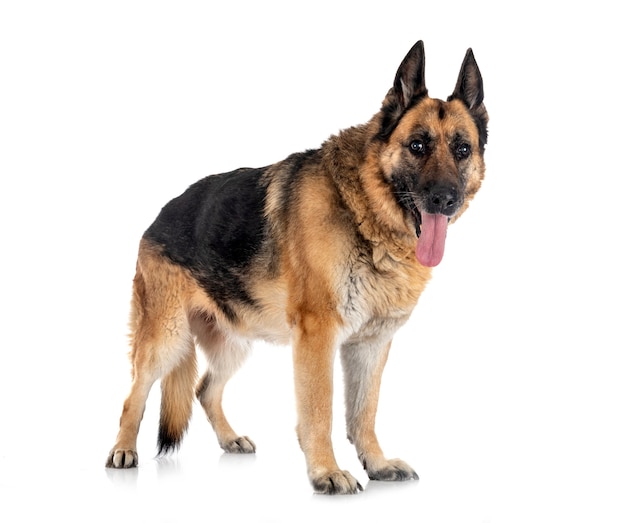 old german shepherd in front of white background