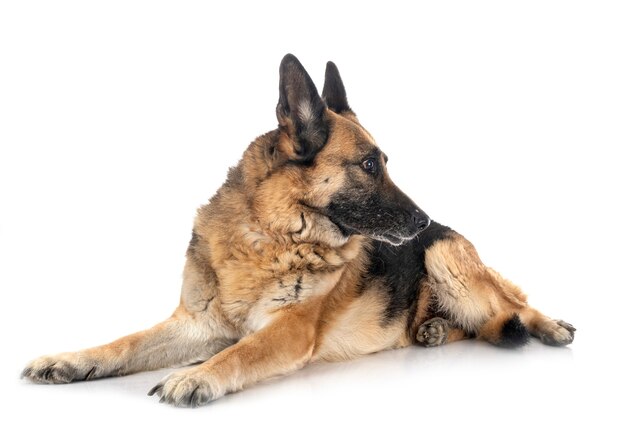 Old german shepherd in front of white surface