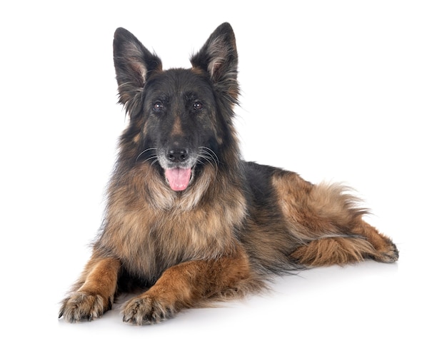 Photo old german shepherd