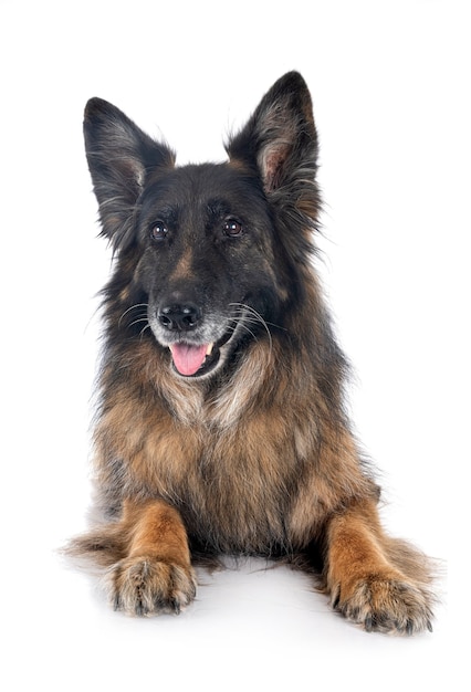 Photo old german shepherd