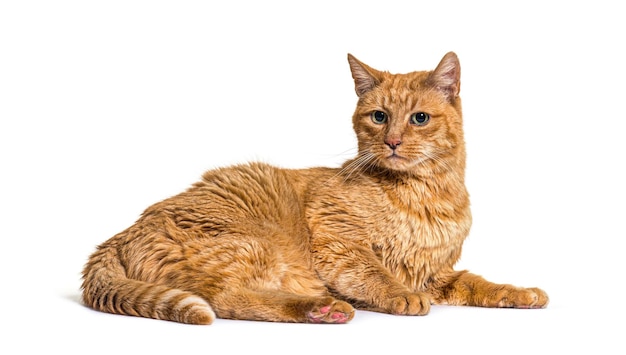 Old ginger cat with with lentigo on noise and lips Isolated