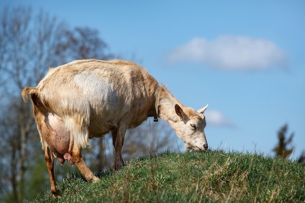 Old goat with a large udder in the blue sky background