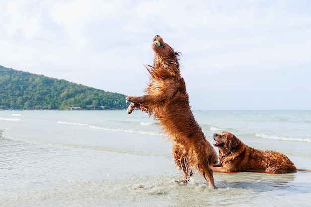 古いゴールデンレトリーバーの犬は、熱帯のビーチでテニスボールをするためにジャンプします フレンドリーなペット