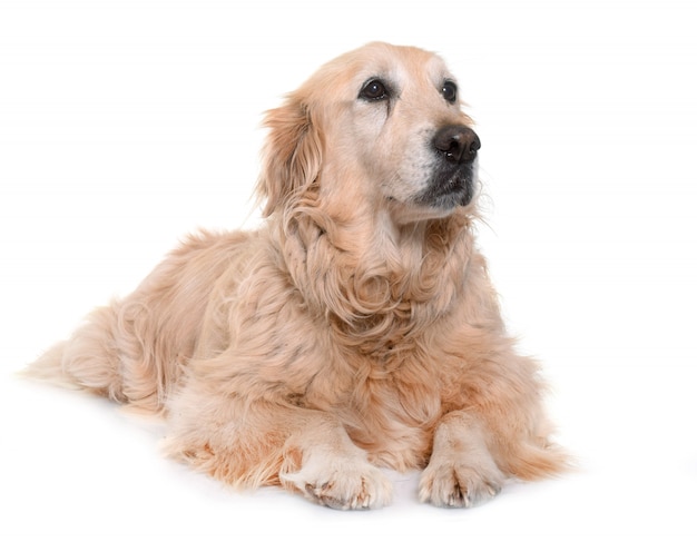 old golden retriever