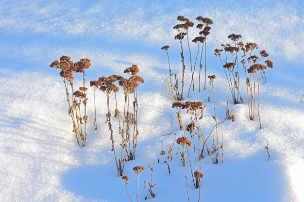 Old grass in the snow in sunny weather.