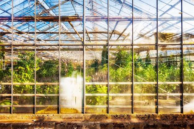 Old greenhouse