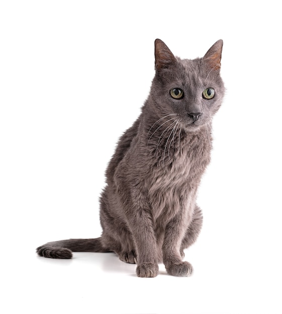 Old grey cat on white surface