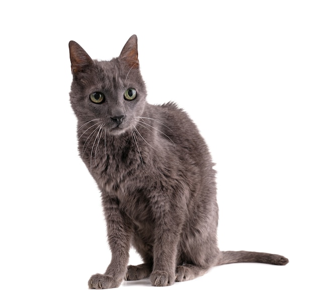 Old grey cat on white surface