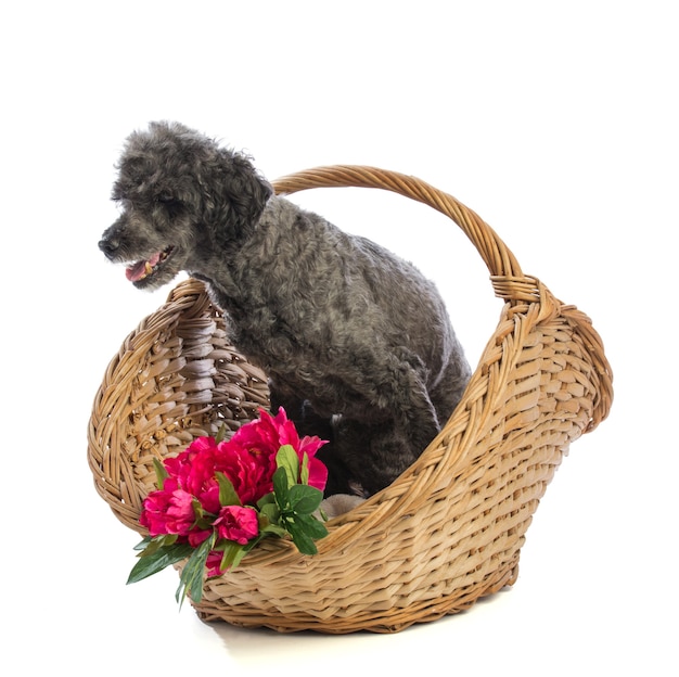 Old grey dog Poodle in basket on a white room