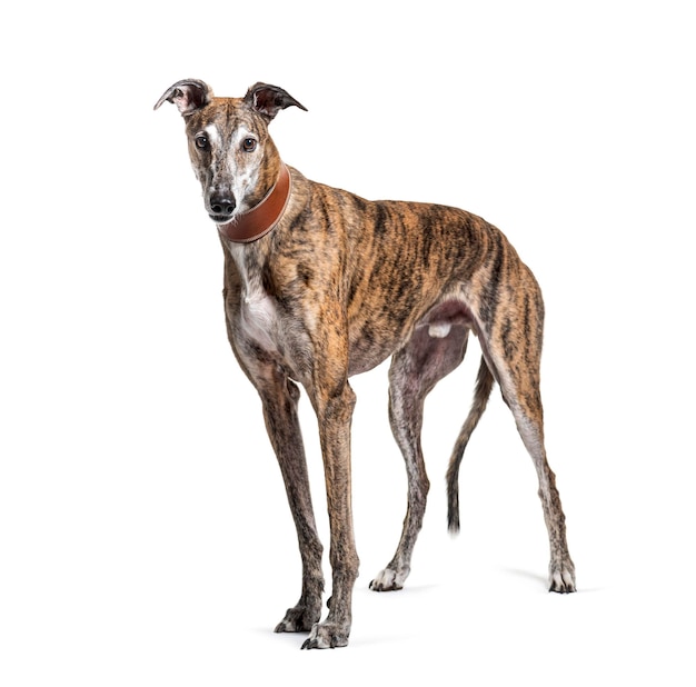 Old greying brown greyhound isolated on white