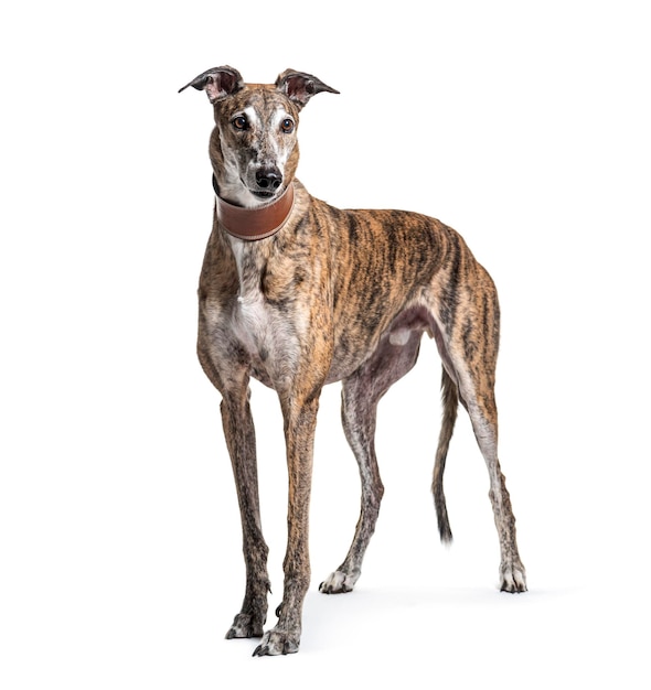 Old greying brown greyhound isolated on white