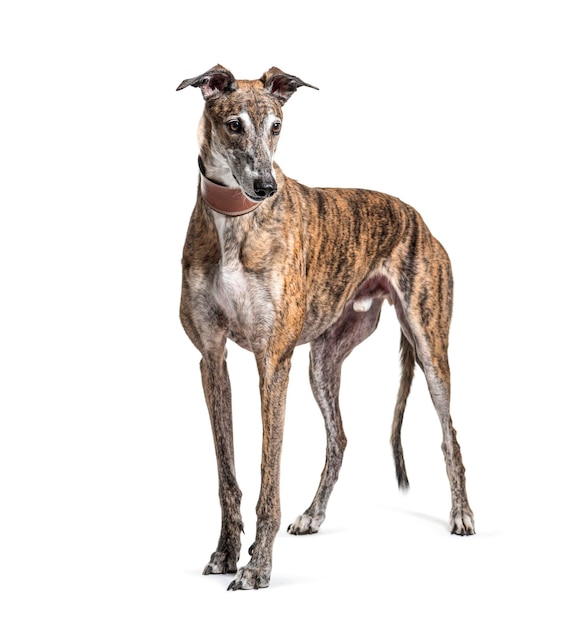 Old greying brown greyhound isolated on white