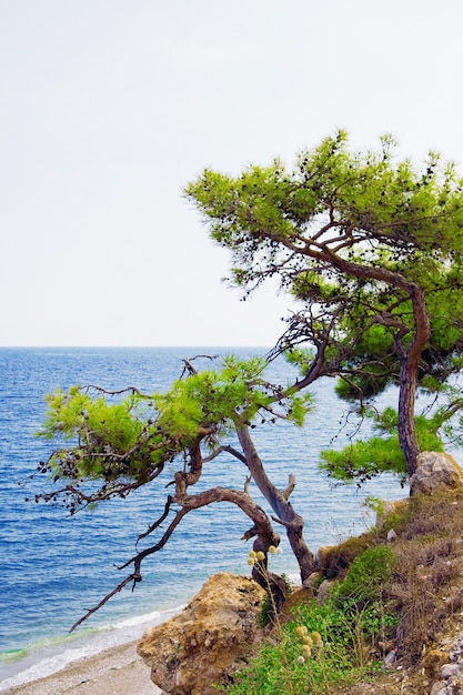 The old grown decrepit tree which has tended to water the Mediterranean sea