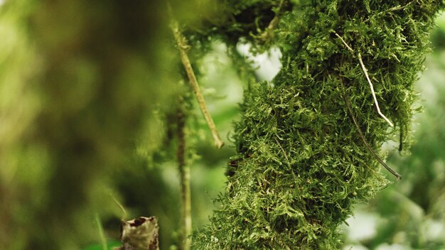 Old growth temperate rainforest, Georgian jungle - trees in the moss