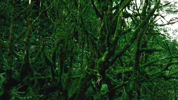 Old growth temperate rainforest, Georgian jungle - trees in the moss